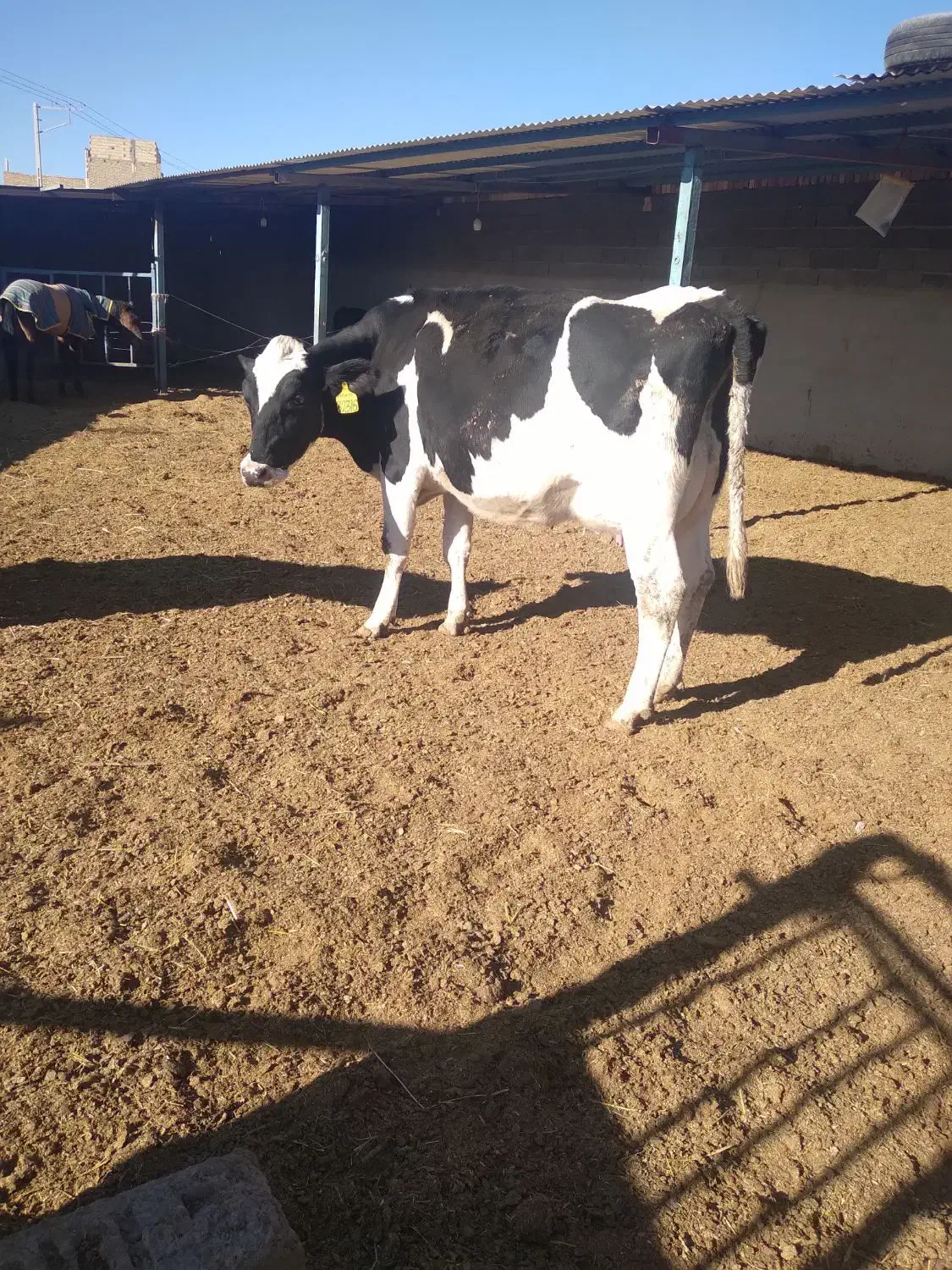 گاو شیری|حیوانات مزرعه|رادکان, |دیوار