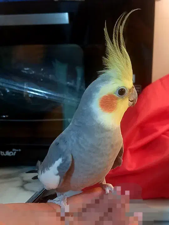 عروس هلندی نر|پرنده|اراک, |دیوار