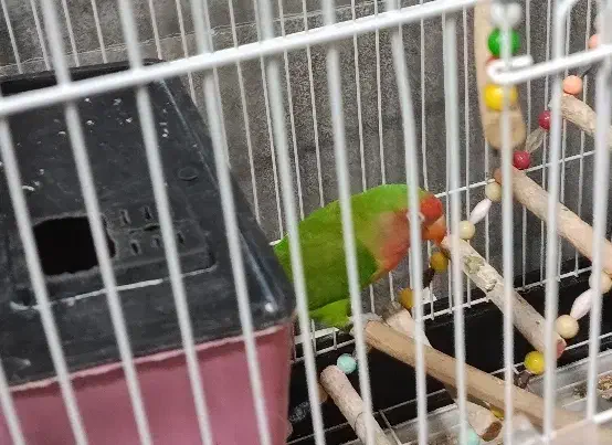 طوطی برزیلی جفت|پرنده|قروه, |دیوار