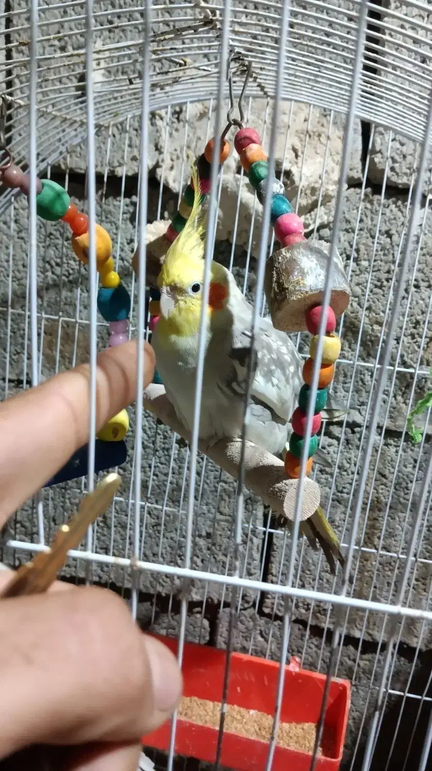 عروس هلندی|پرنده|برازجان, |دیوار