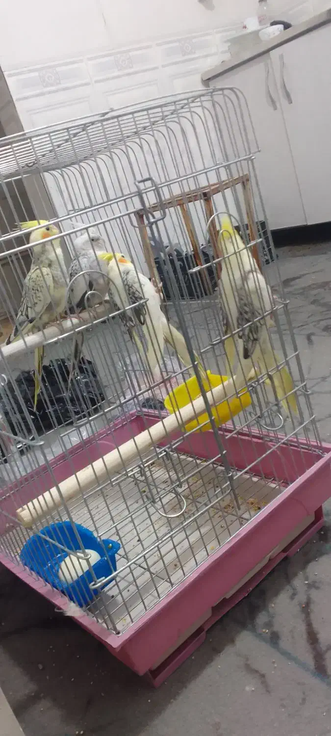 عروس هلندی|پرنده|بندر امام خمینی, |دیوار