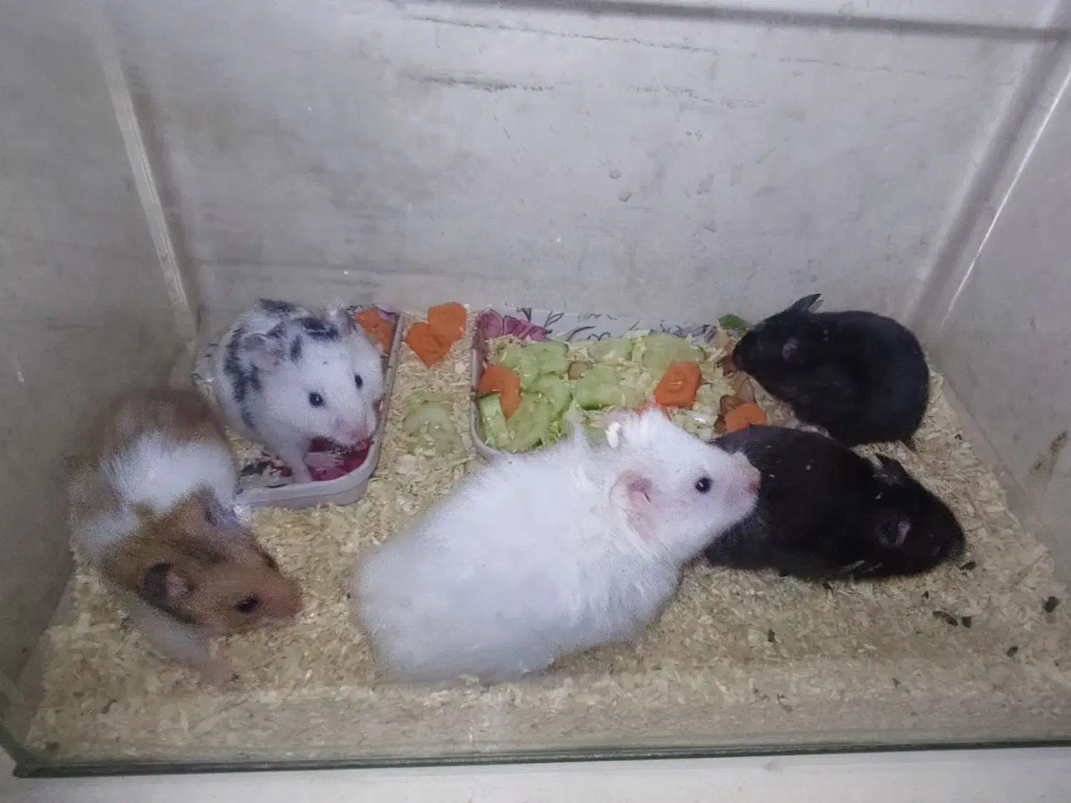 همستر|موش و خرگوش|رشت, نیکمرام|دیوار