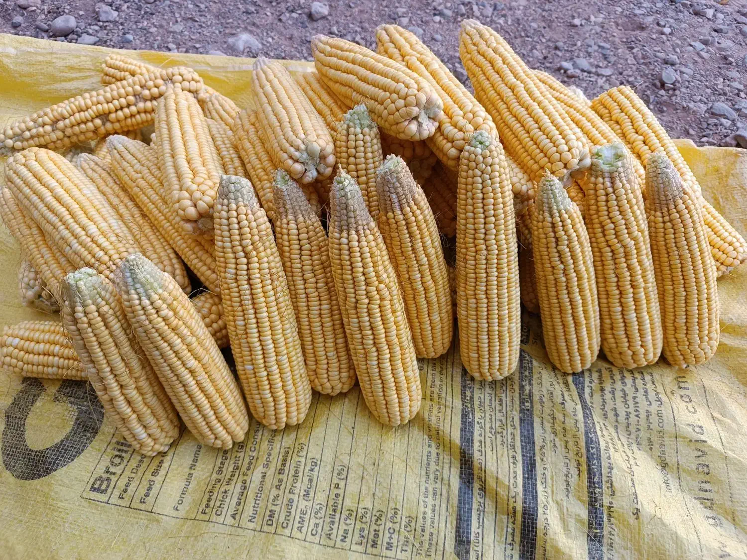 ذرت علوفه‌ای|حیوانات مزرعه|صومعه‌سرا, |دیوار