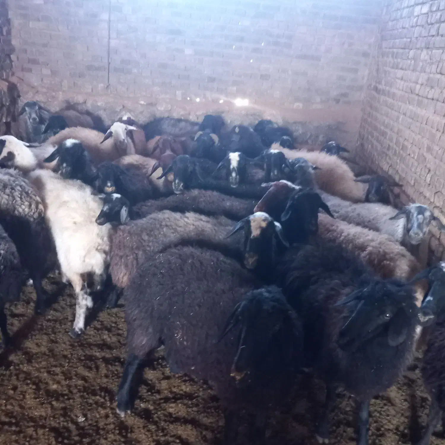 فروش ۲۸ عدد شیشک و میش جوان|حیوانات مزرعه|زرندیه, |دیوار