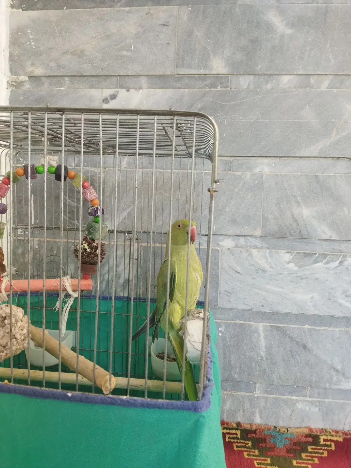 جوجه ملنگو نر|پرنده|قم, نیروگاه|دیوار