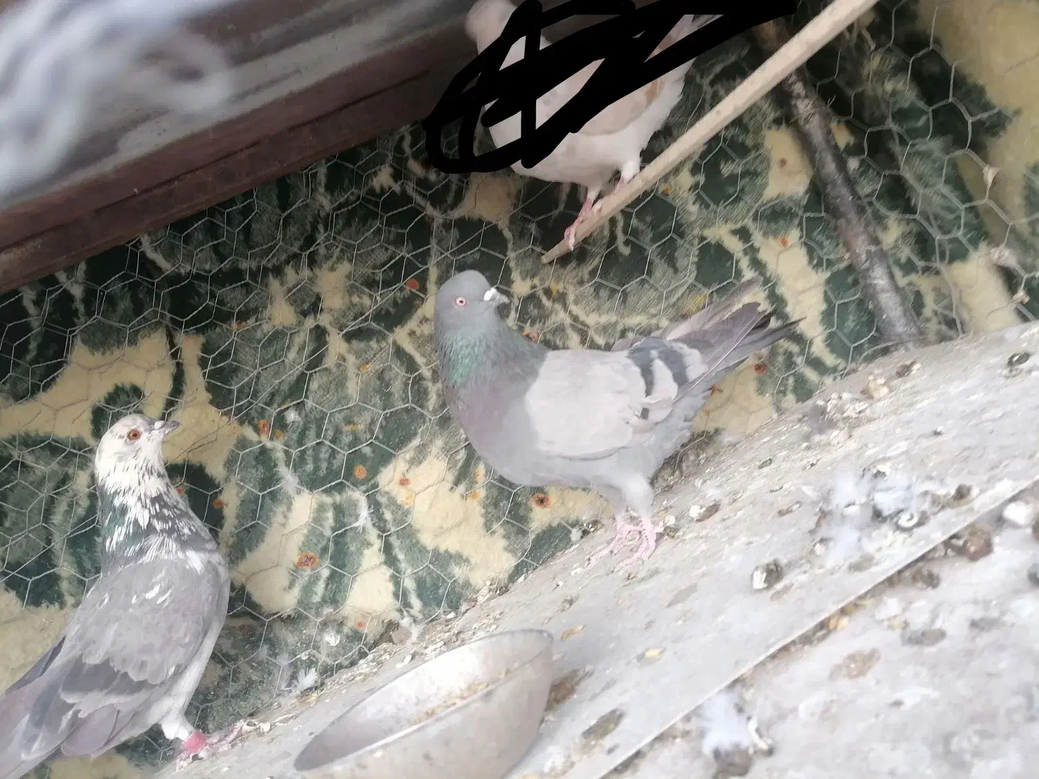 کبوتر شهرضا|پرنده|شهرضا, |دیوار