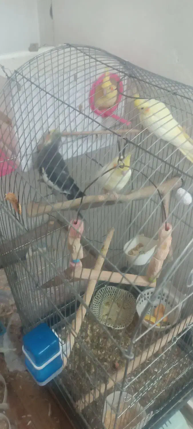 عروس هلندی جفت|پرنده|بهارستان, |دیوار