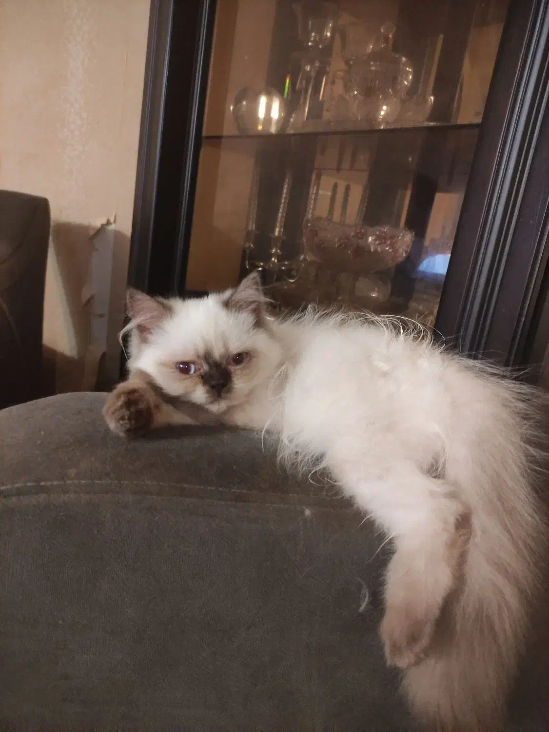 فروش گربه اصیل هیمالین|گربه|بندر انزلی, پرستار|دیوار