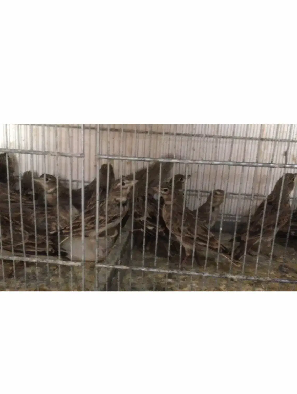 پرنده سهره|پرنده|گرگان, |دیوار