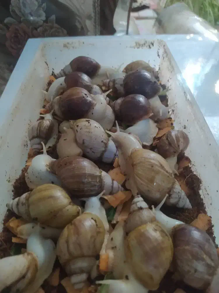 حلزون|خزنده|کرج, عظیمیه|دیوار