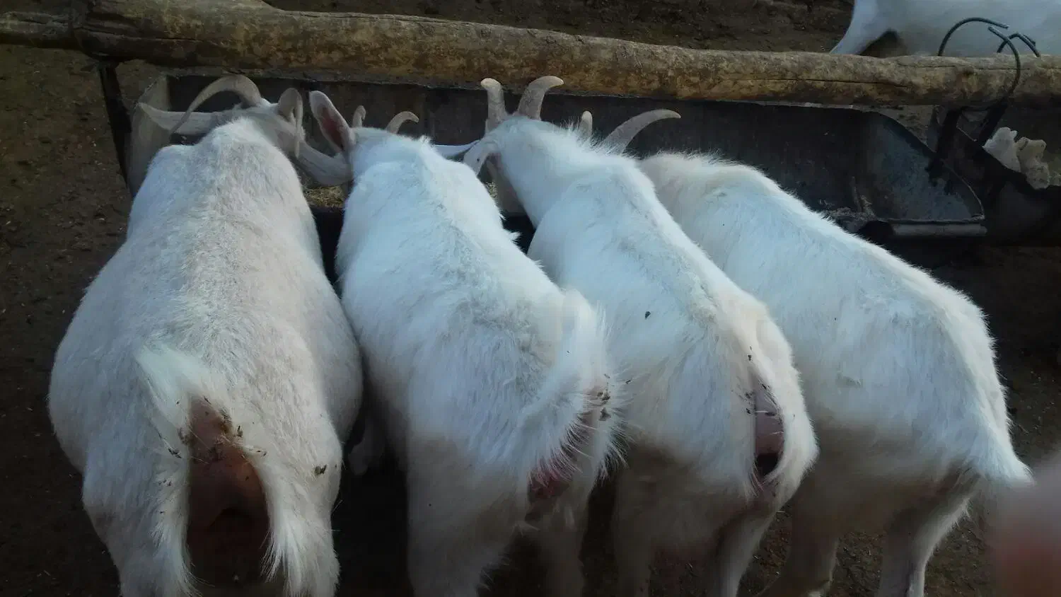 بزسانن|حیوانات مزرعه|مشهد, آبکوه|دیوار