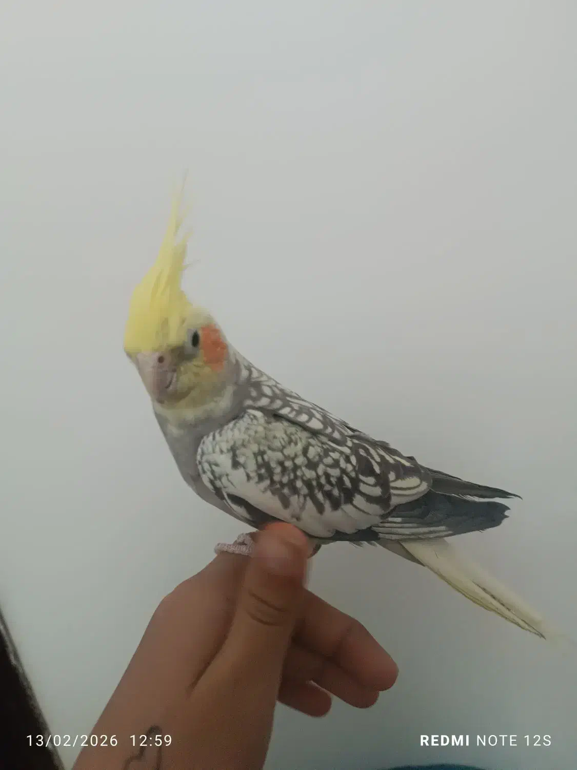 عروس هلندی|پرنده|گنبد کاووس, |دیوار