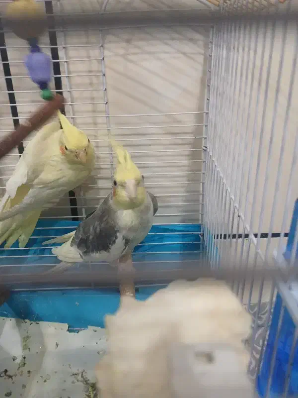 عروس هلندی ماده جوجه|پرنده|دزفول, |دیوار