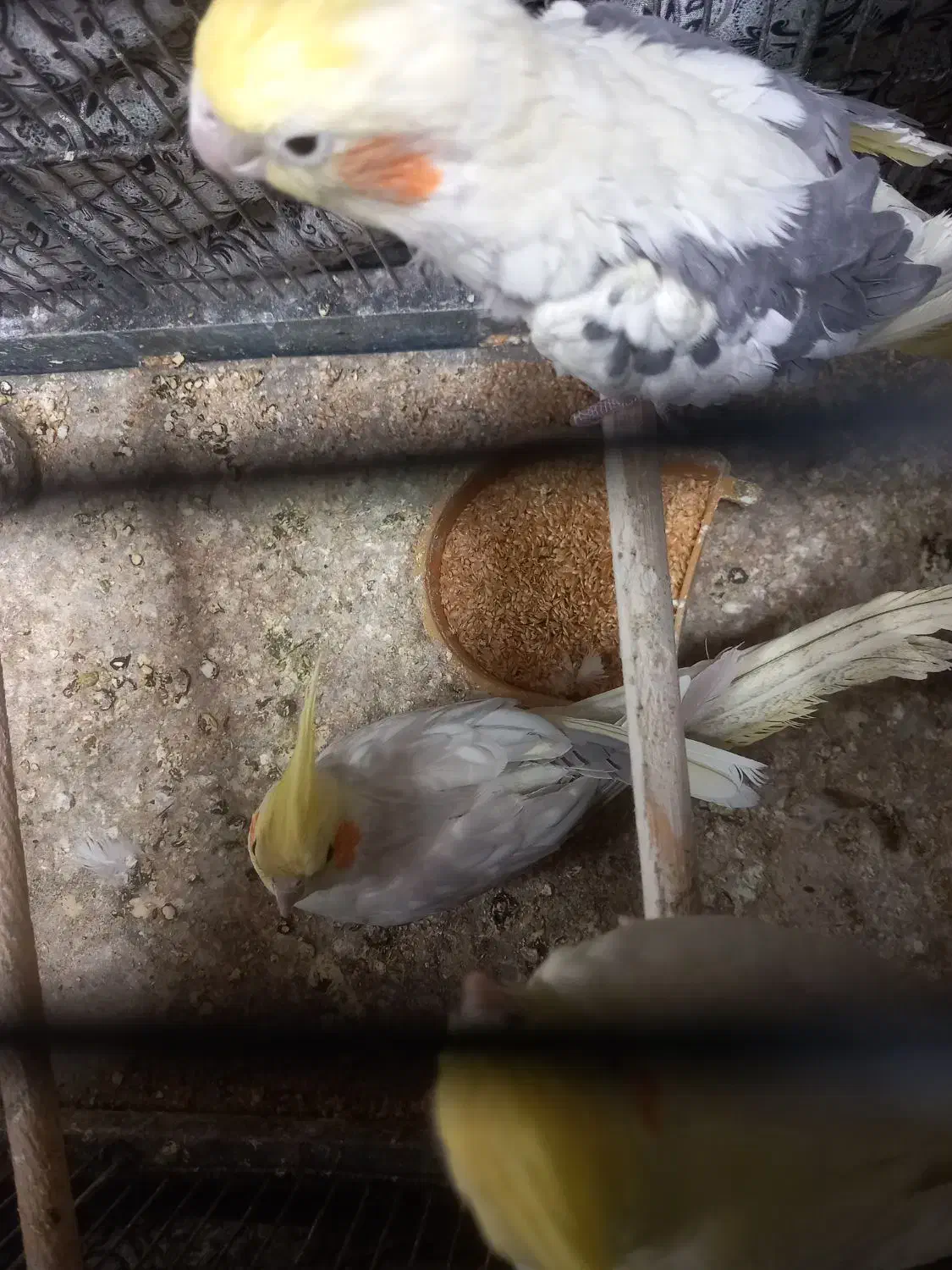 نرو ماده جفت دم تخم|پرنده|قم, زند آباد|دیوار