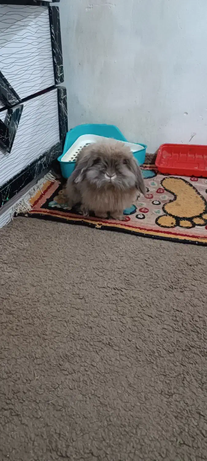 خرگوش لپ|موش و خرگوش|آبادان, |دیوار