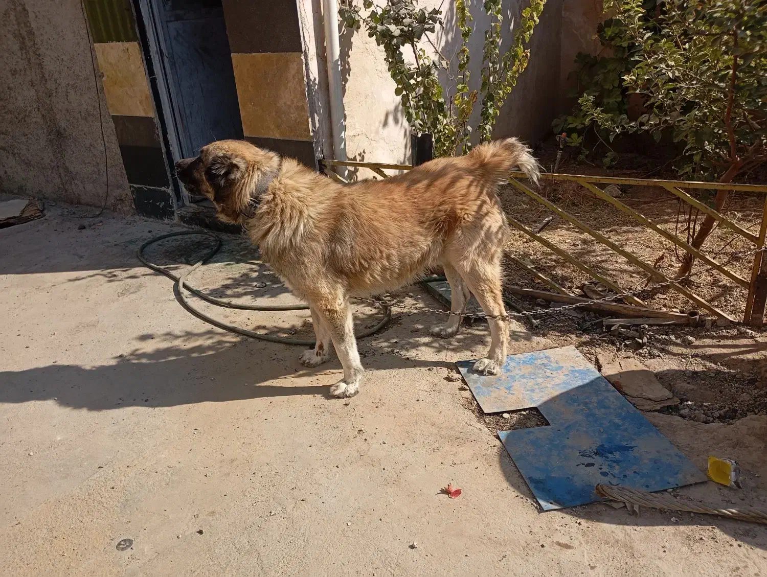 توله سگ آلابای دم کوتاه|سگ|رباطکریم, حصار مهتر|دیوار