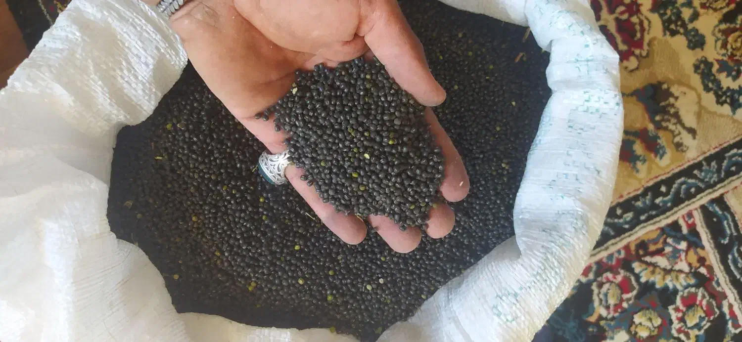 ماش|خوردنی و آشامیدنی|باغ ملک, |دیوار