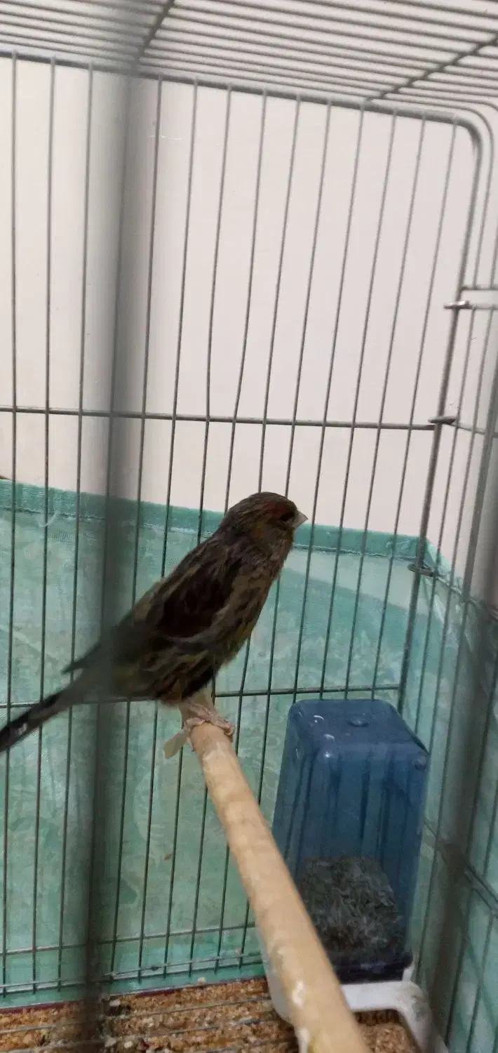 قناری ماده مست|پرنده|اهواز, اسلام آباد غربی|دیوار