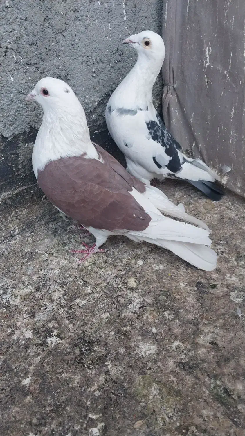 کبوتر پشت گراف المانی|پرنده|مشهد, نیزه|دیوار