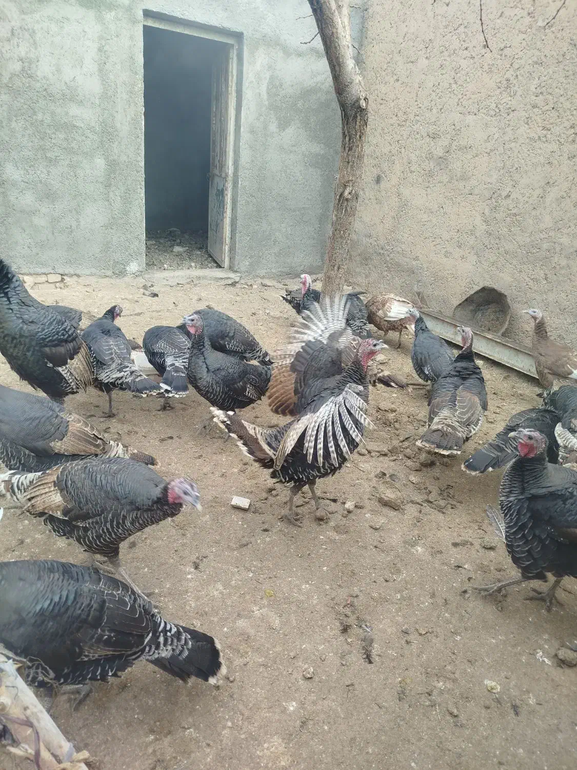 بوقلمون‌محلی‌ماده|حیوانات مزرعه|قیدار, |دیوار