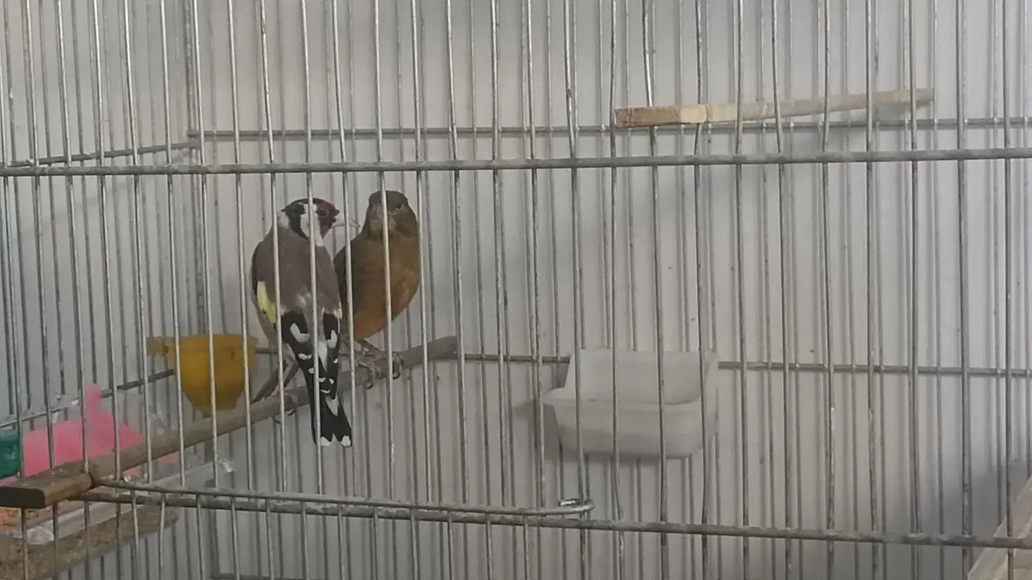 سهره و قناری|پرنده|کرمانشاه, |دیوار