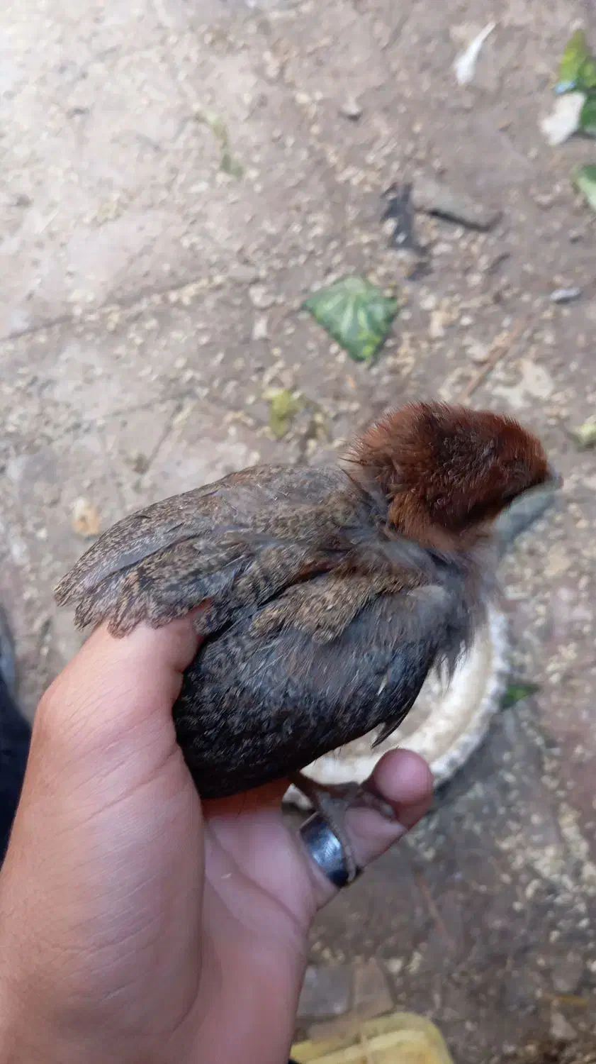 گلپایگانی|حیوانات مزرعه|چمران, |دیوار