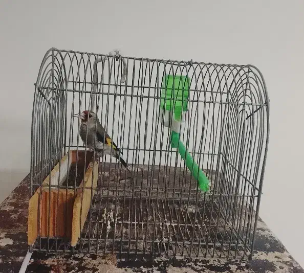 سهره کرمانی|پرنده|شهر ری, دیلمان|دیوار