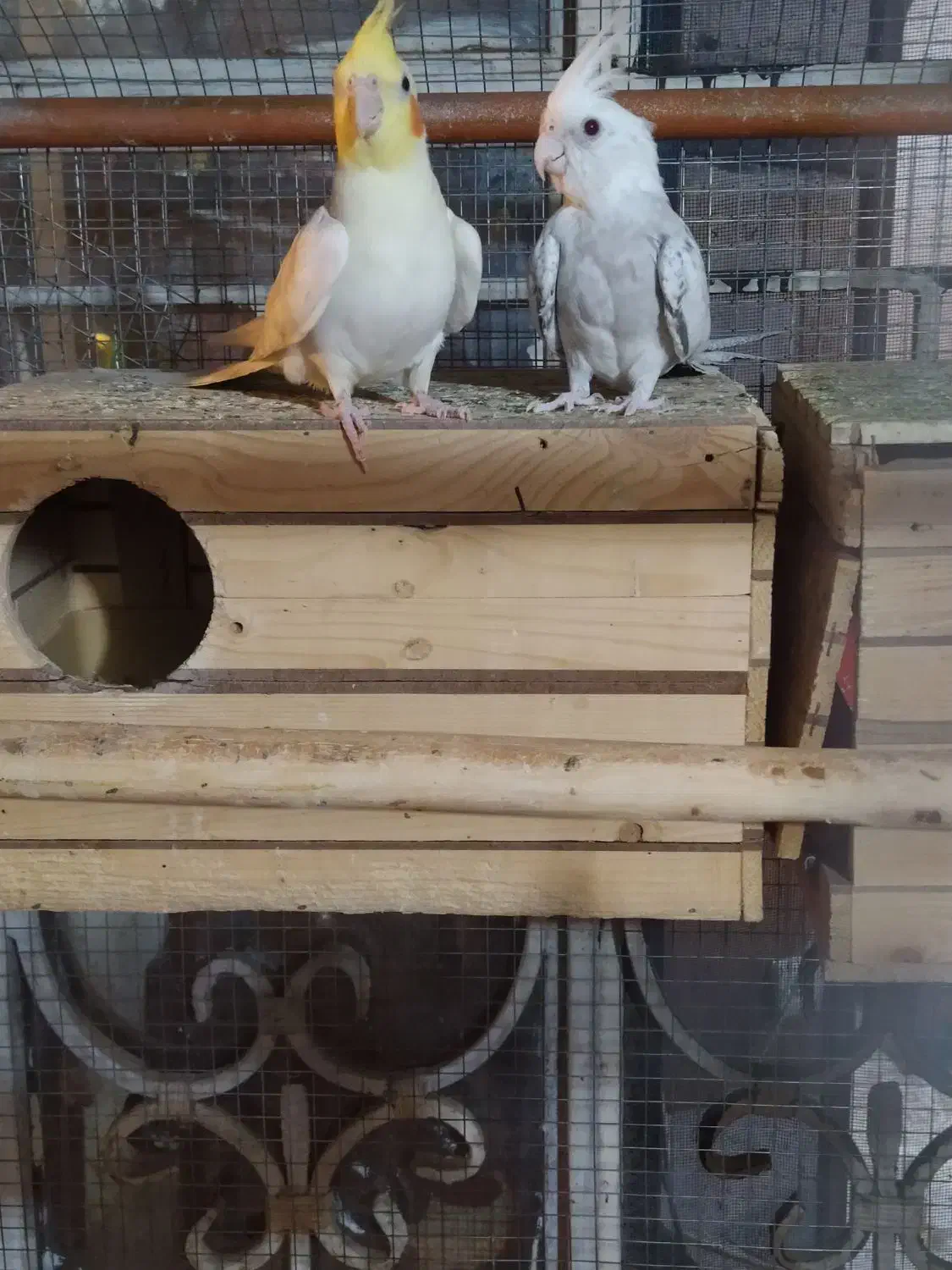 عروس مولد|پرنده|شیراز, کوشک میدان|دیوار