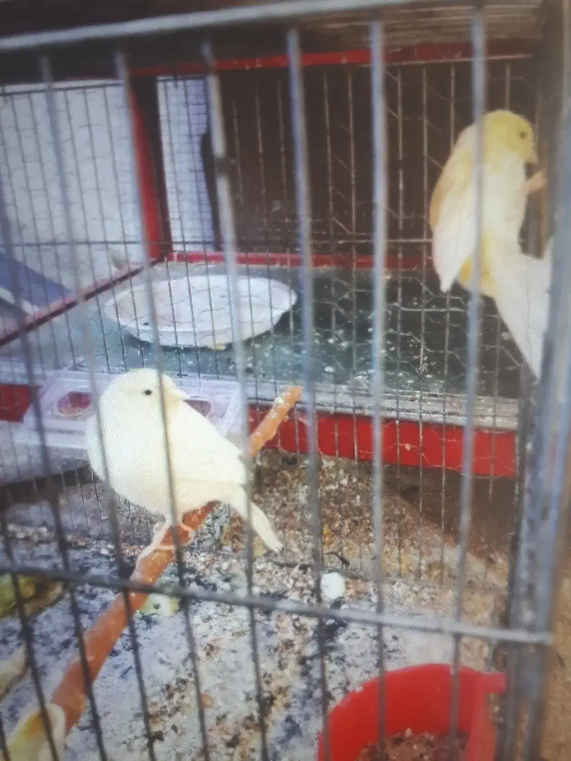 قناری|پرنده|تربتحیدریه, ترمینال|دیوار