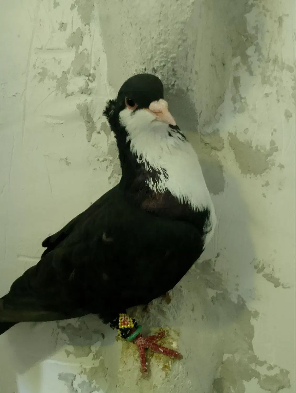 کفتر|پرنده|فیروزه, |دیوار