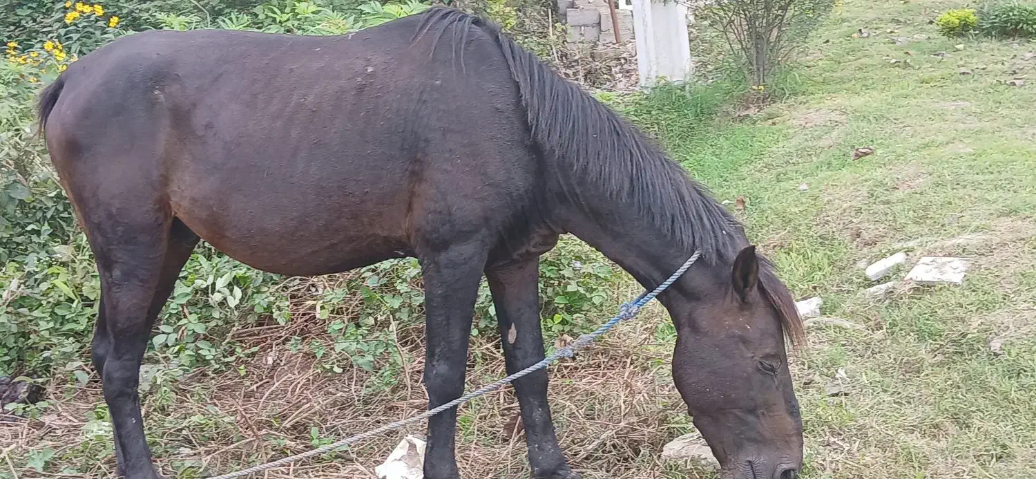 اسب آرام بفرش می‌رسد|اسب و تجهیزات اسب‌سواری|لشت نشا, |دیوار