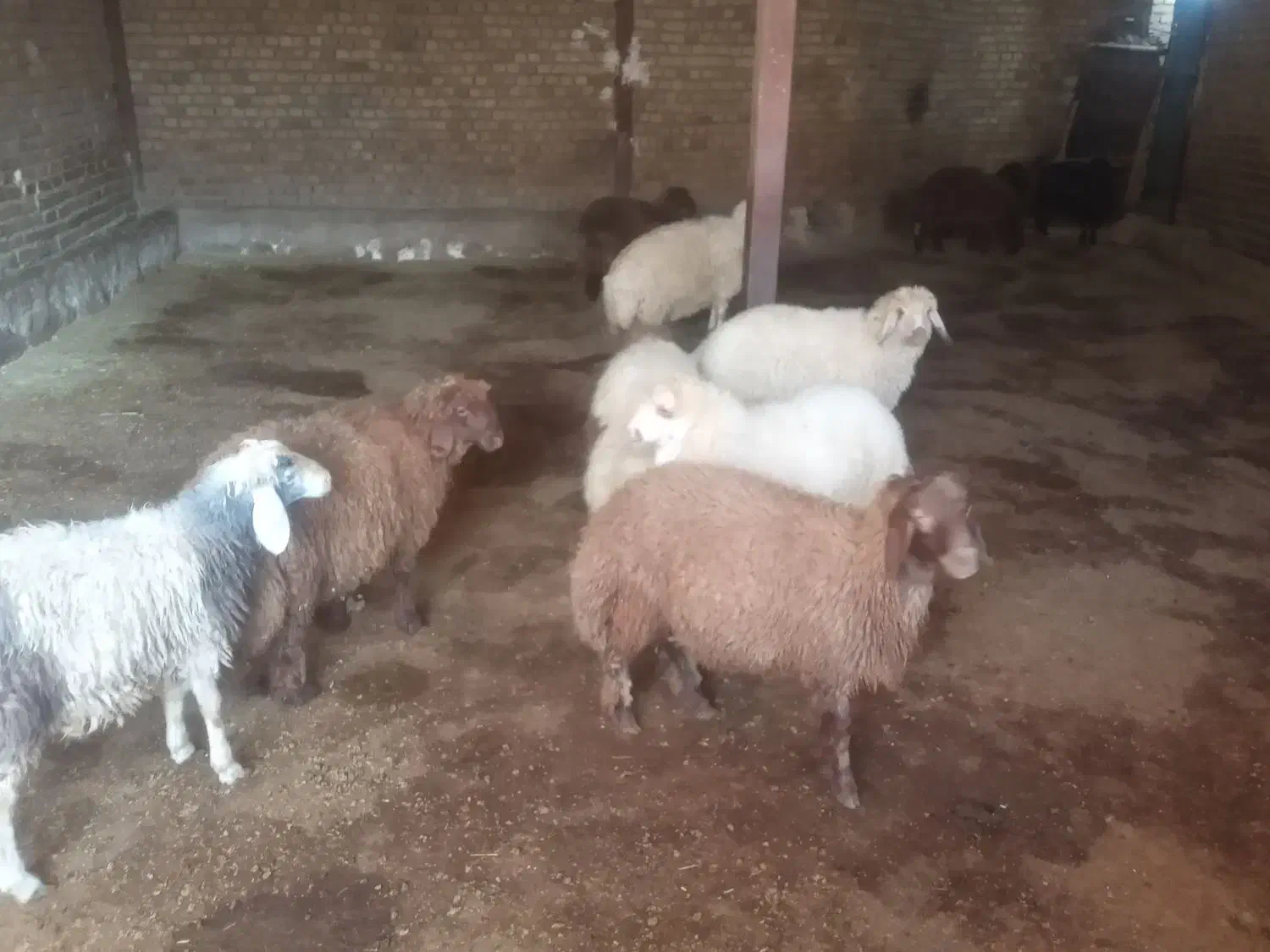 ۷عدد بره نرو ماده|حیوانات مزرعه|بیرانوند, |دیوار