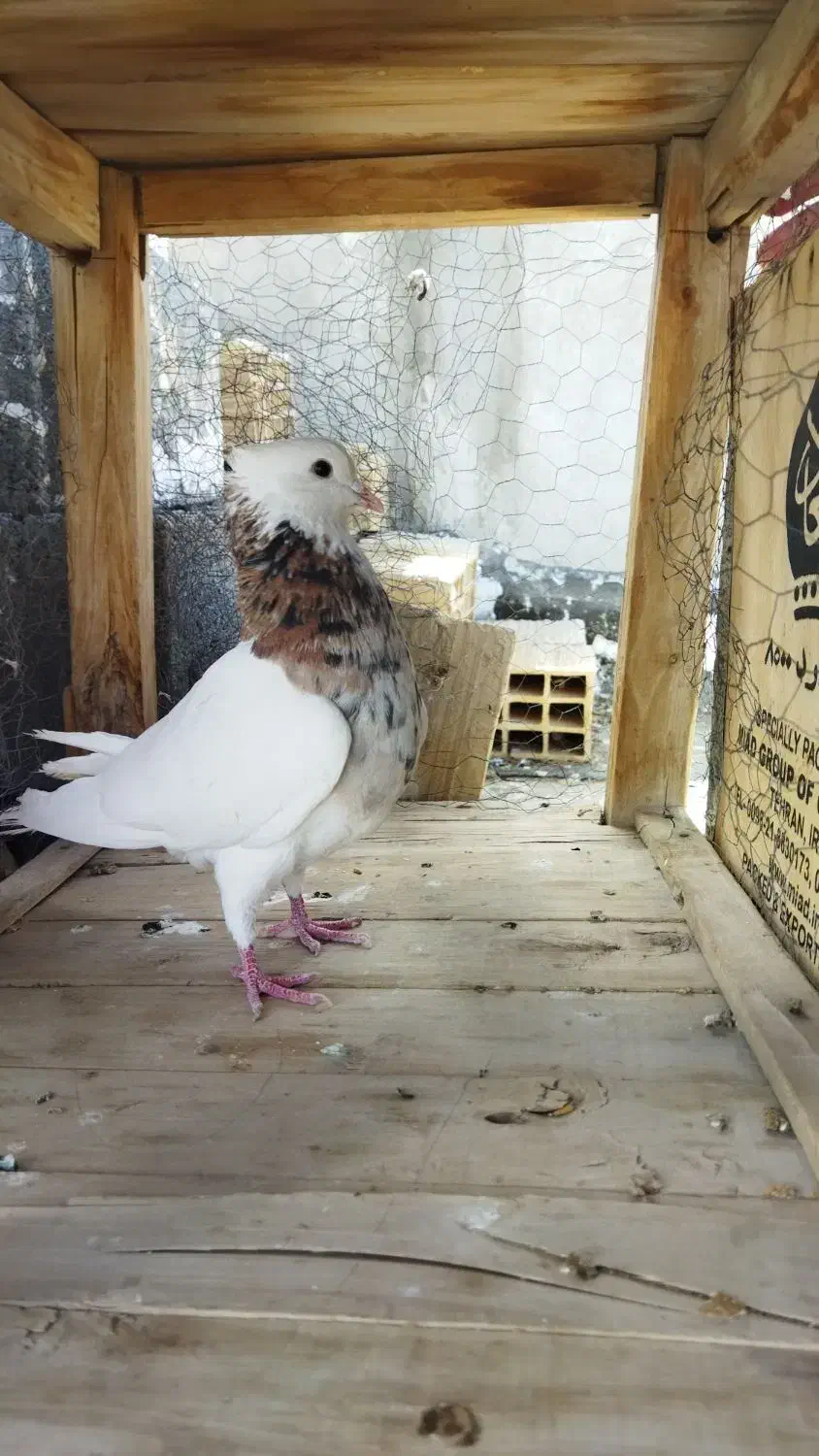 کفتر|حیوانات|آباده, |دیوار