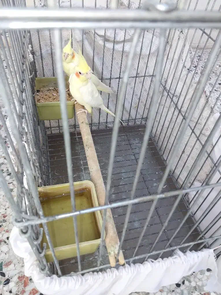 عروس هلندی|پرنده|شیراز, نیستان|دیوار