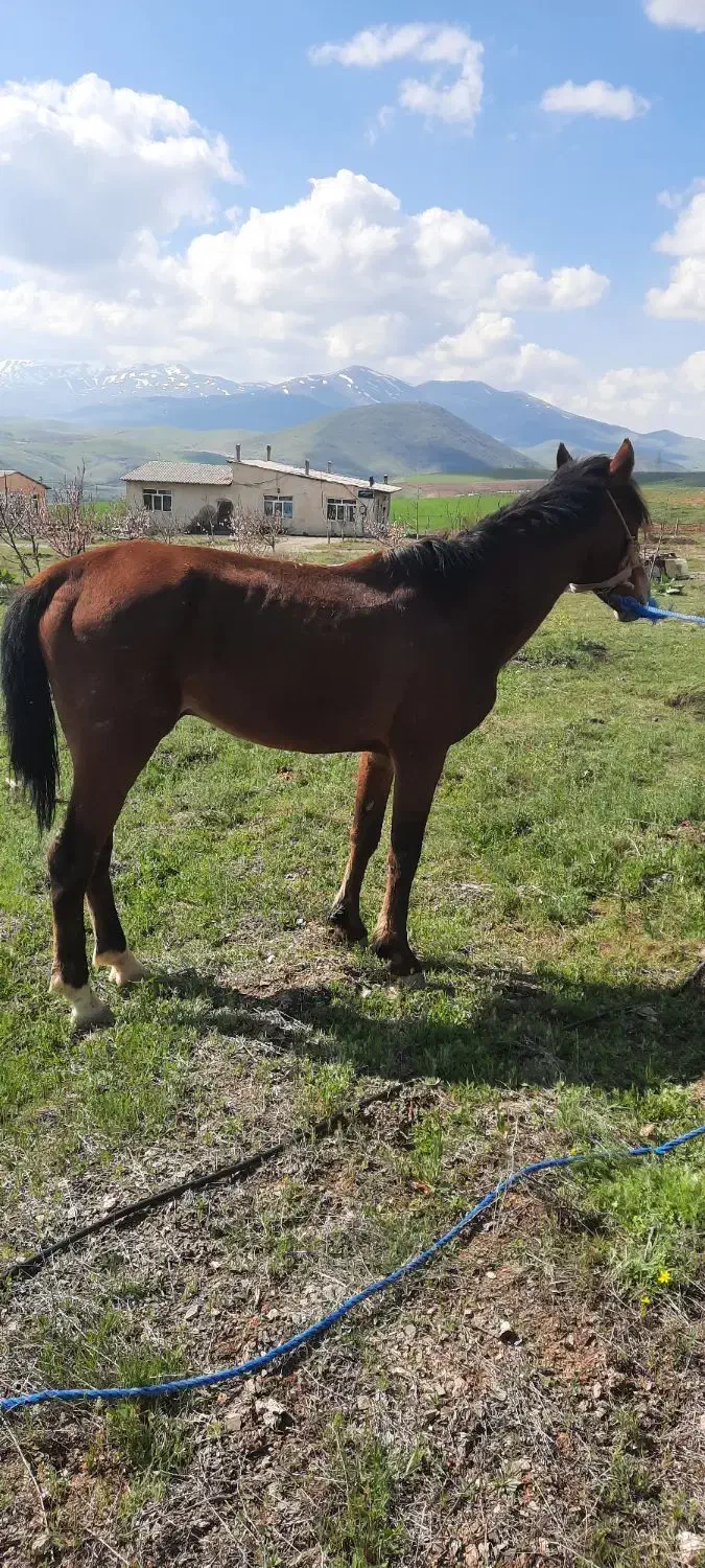 اسب|اسب و تجهیزات اسب‌سواری|سقز, |دیوار