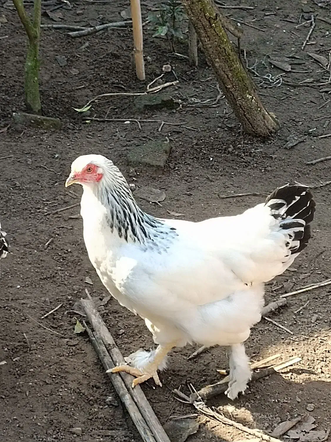 فروش تعدادی جوجه برهمای لایت ومرغ برهمای رنگ بوف|حیوانات مزرعه|لشت نشا, |دیوار