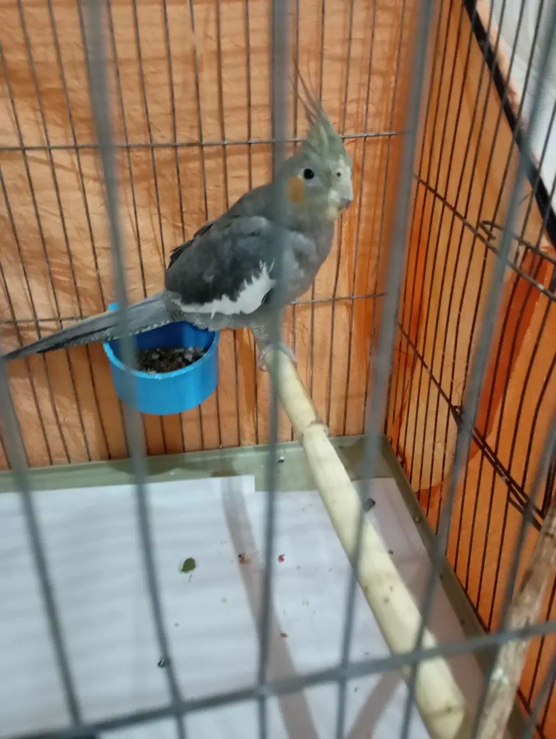 عروس هلندی|پرنده|رشت, سلیمانداراب|دیوار