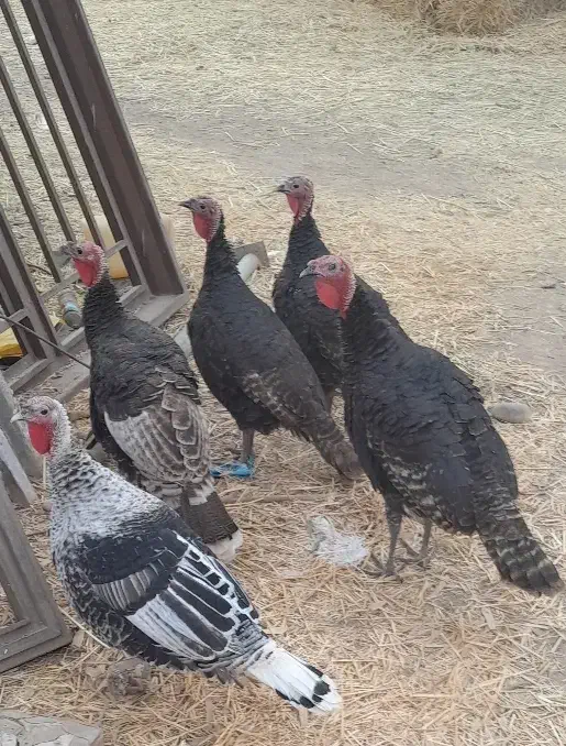 بوقلمون|حیوانات مزرعه|قم, پردیسان|دیوار