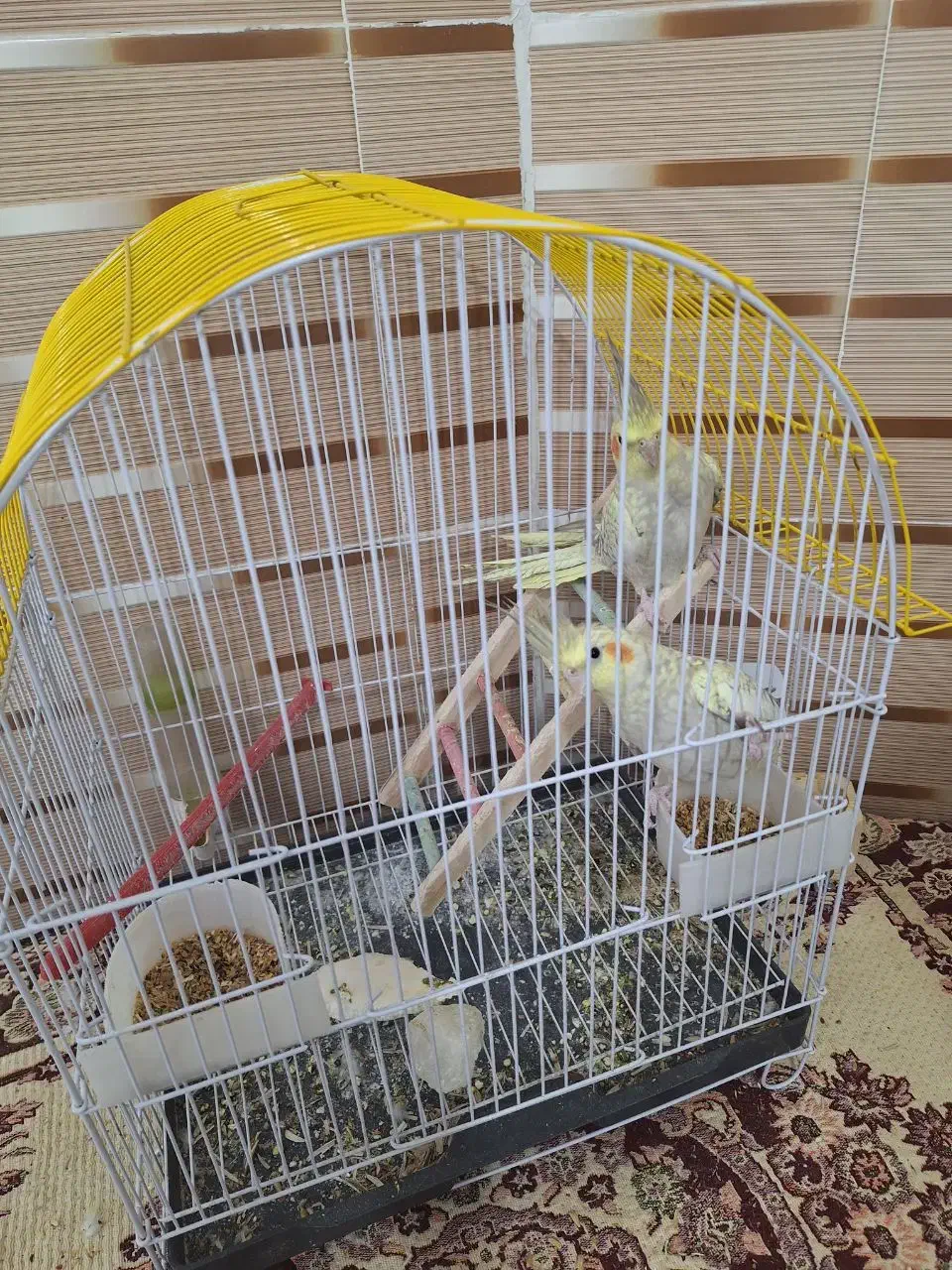 عروس هلندی|پرنده|زرقان, |دیوار