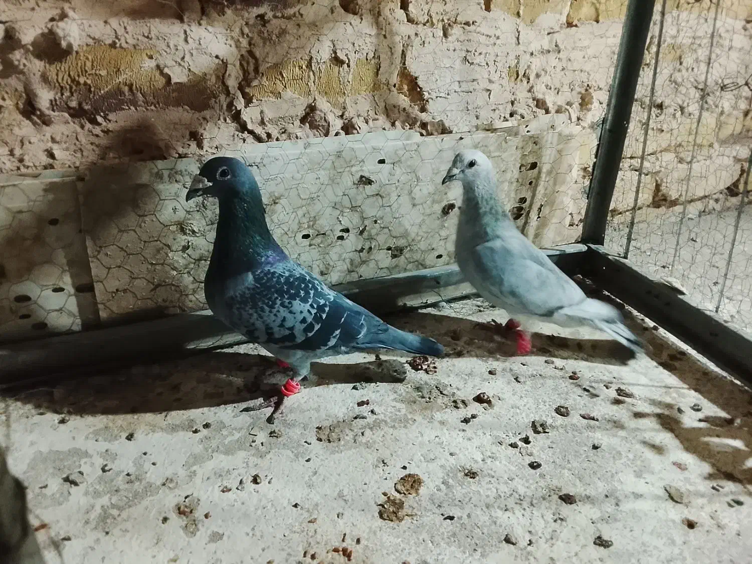 نرماده المانی|پرنده|رشتخوار, |دیوار