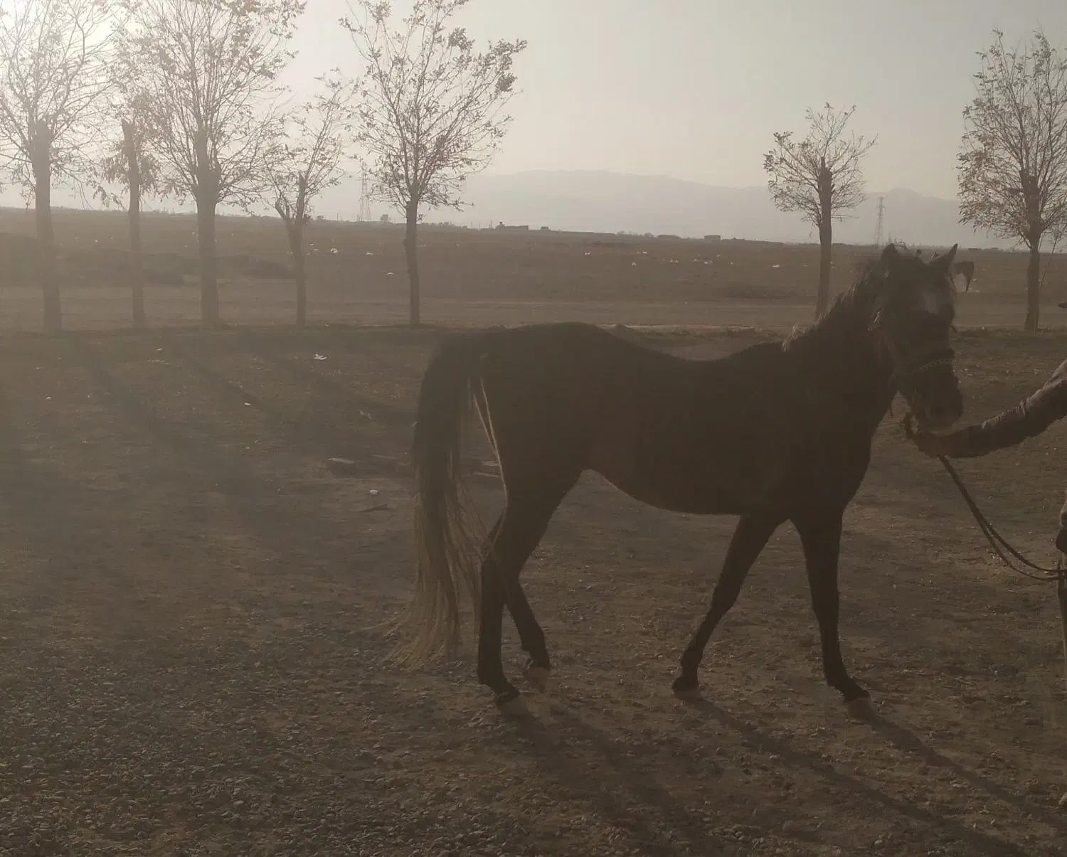 کره نریان سه ساله|اسب و تجهیزات اسب‌سواری|اراک, |دیوار