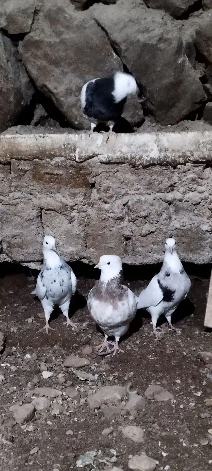 طوقی|پرنده|کاکاوند, |دیوار