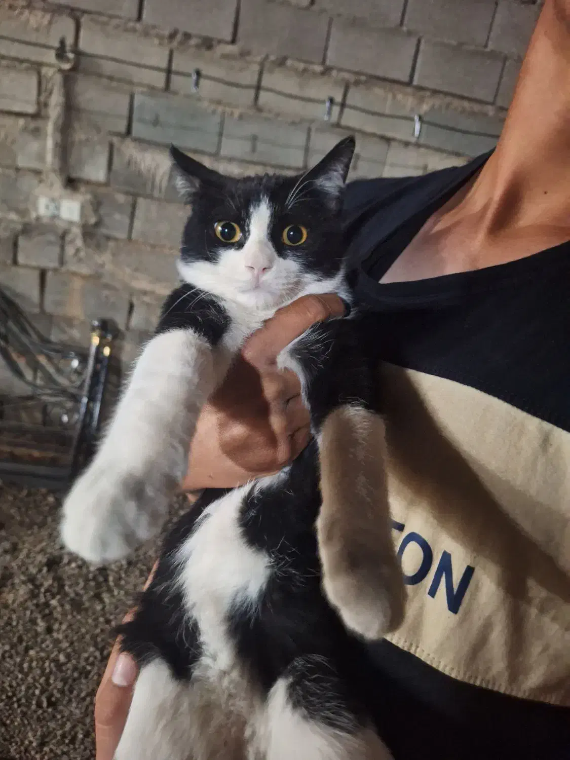 گربه تاکسیدو واگذاری|گربه|آباده, |دیوار