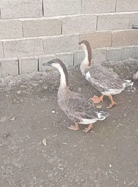 ۳عدد قوغاز اکراینی|حیوانات مزرعه|آستانه اشرفیه, |دیوار