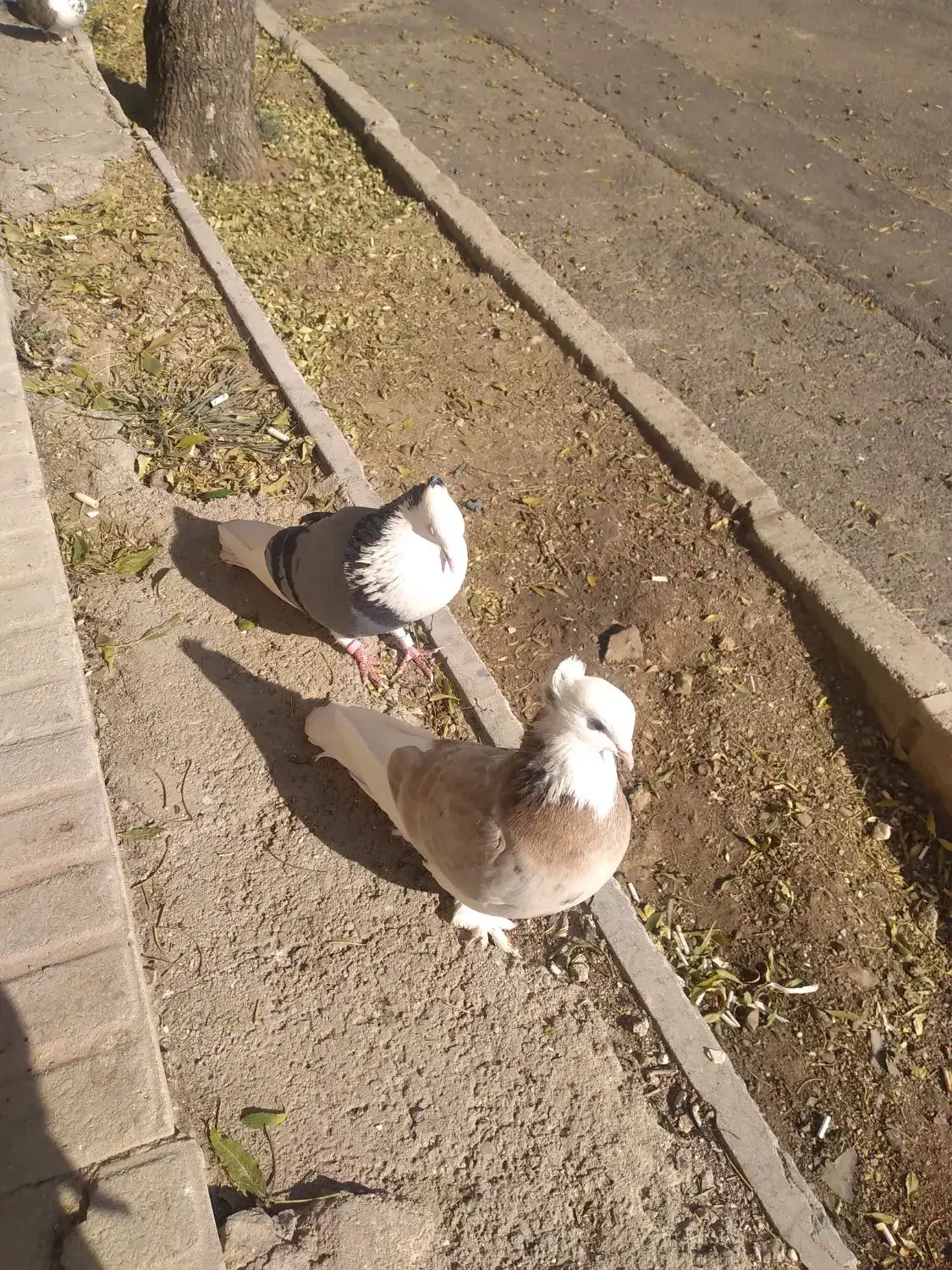 کبوتر فرشی|پرنده|مهاجران, |دیوار