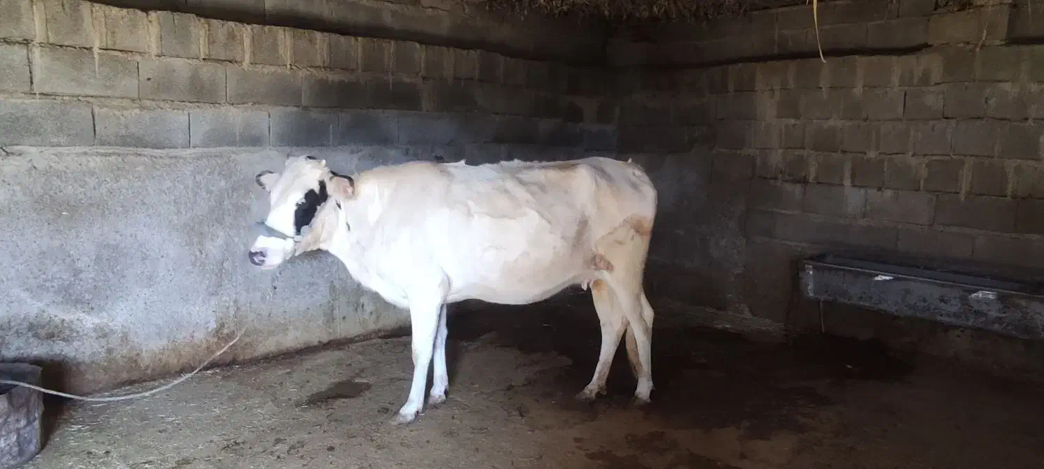 گاو|حیوانات مزرعه|لالی, |دیوار