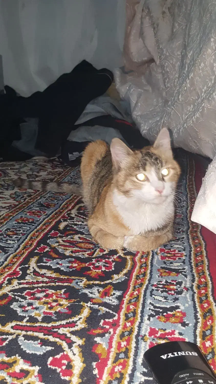 گربه یه هفته هست برنگشته خونه|حیوانات|اردبیل, |دیوار