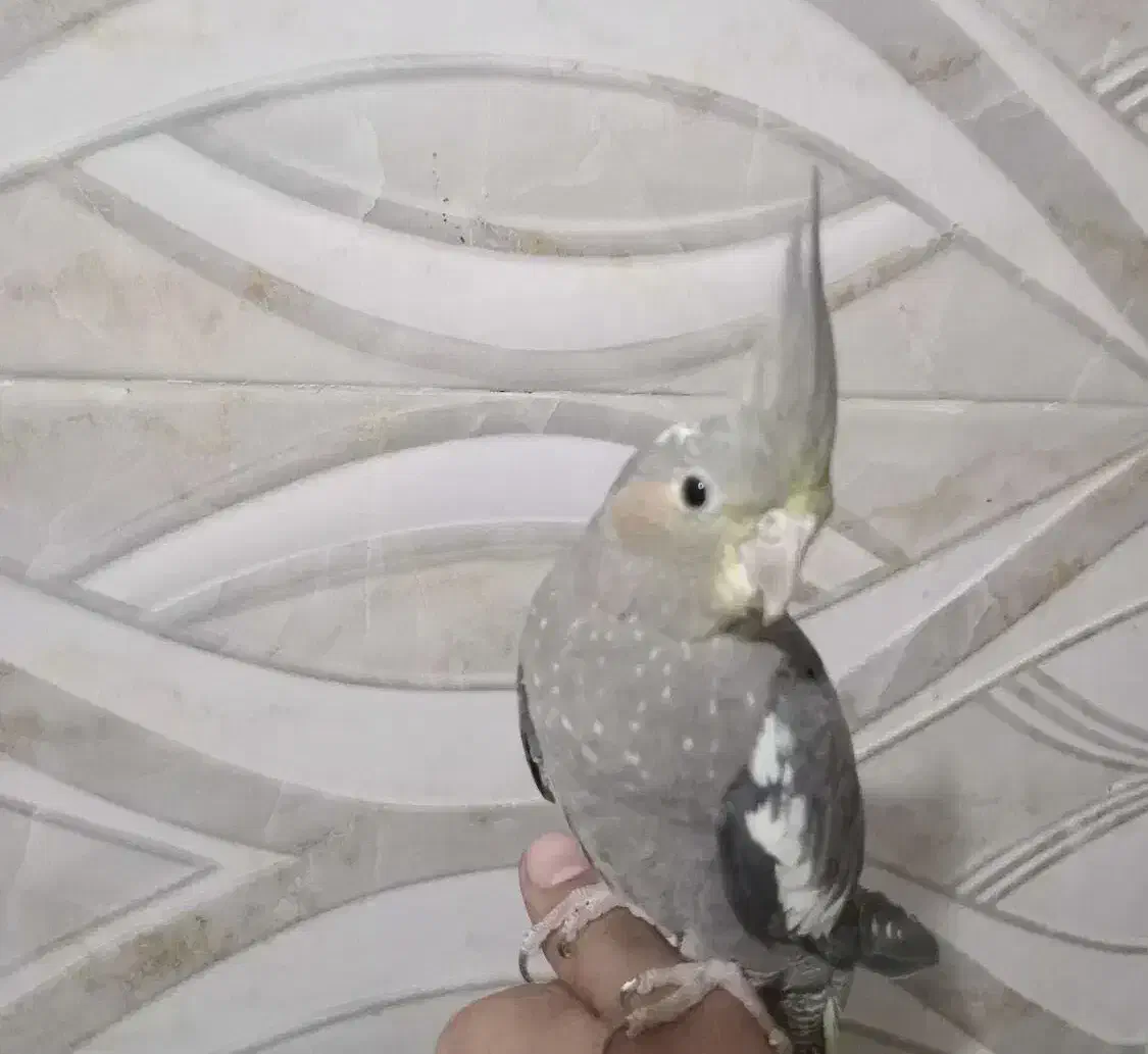 عروس هلندی|پرنده|بندر گناوه, |دیوار