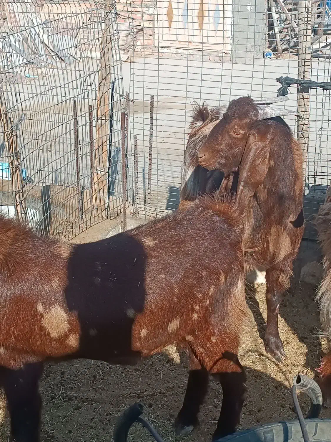 بره وبزغاله چاق و چله|حیوانات مزرعه|زاهدان, |دیوار