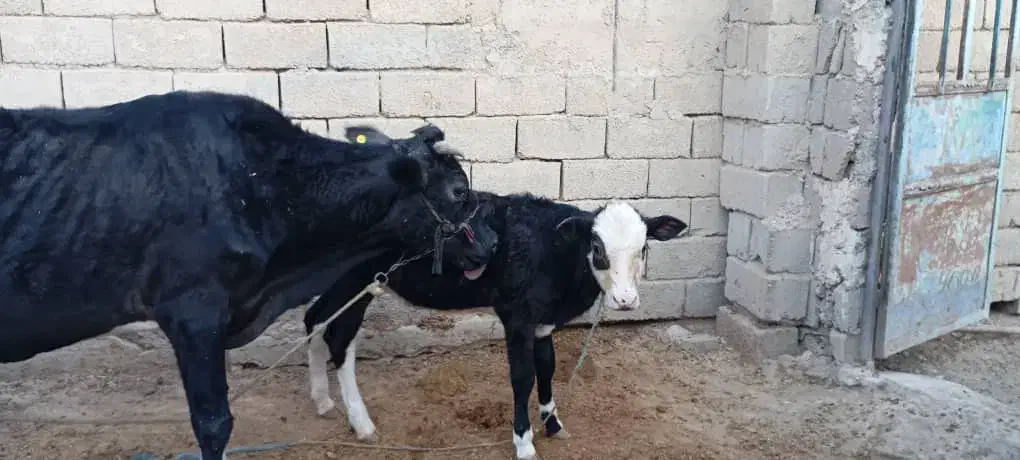 گاو...|حیوانات مزرعه|شادگان, |دیوار